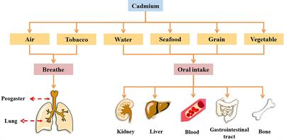 Effects of Cadmium Exposure on the Immune System and Immunoregulation